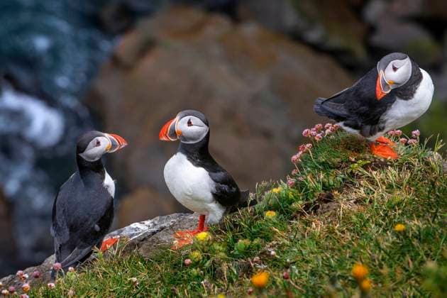 June 21, 2024, Kejimkujik National Park, Nova Scotia, Canada: Puffins fratercula artica and birds nesting in the cliffs of Skalanes, Seydisfjordur Iceland. ..SkoÂ¡lanes nature reserve, a unique private nature reserve located on a once-abandoned farmstead, showcases the incredible flora, fauna and ecosystems of the region. The 677 metre (2,224 ft) coastal cliffs are home to more than 40 different species of birds. Kejimkujik National Park Canada - ZUMAr133 20240621_zap_r133_009 Copyright: xSergixReboredox