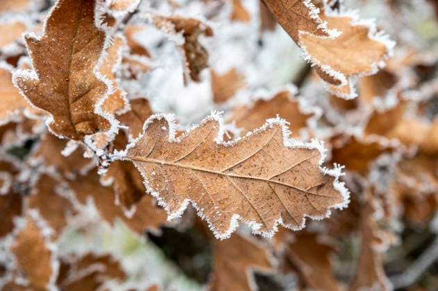 Eingefrorene braune Eichenblätter in der Wintersaison. Gefrorenes Quercus-Laub. Eingefrorene braune Eichenblätter in der Wintersaison. Gefrorenes Quercus-Laub. Copyright: xZoonar.com StefanxSutkax 22724253