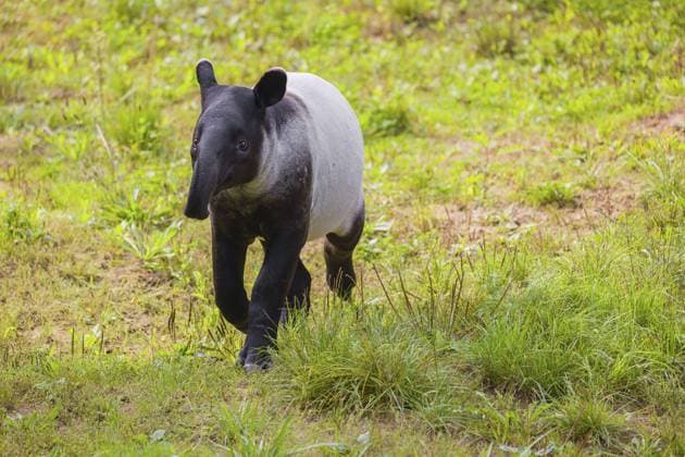 Ein junger malaiischer Tapir (Acrocodia indica) läuft über eine grüne Wiese A young Malayan tapir (Acrocodia indica) runs across a green meadow Copyright: imageBROKER photoholic iblprw12462627.jpg