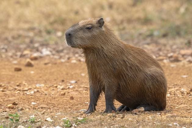 Creative Highlights World Capybara oder Wasserschwein (Hydrochoerus hydrochaeris), Pantanal, Binnenland, Feuchtgebiet, UNESCO Biosphärenreservat, Weltnaturerbe, Feuchtbiotop, Mato Grosso, Brasilien, Südamerika Capybara or capybara (Hydrochoerus hydrochaeris), Pantanal, inland, wetland, UNESCO Biosphere Reserve, World Heritage Site, wetland biotope, Mato Grosso, Brazil, South America Copyright: imageBROKER ErichxSchmidt ibxeri12250509.jpg
