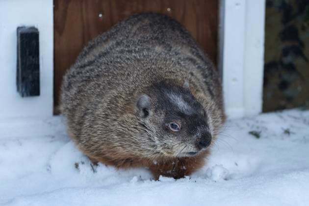 Kanada, Murmeltiertag 2025, Groundhog Day im Shubenacadie Wildlife Park in Nova Scotia February 2, 2025, Subenacadie, Ns, Canada: Shubenacadie Sam exits her burrow at a Groundhog Day event at the Shubenacadie Wildlife Park in Nova Scotia on Sunday, Feb. 2, 2025. Sam saw her shadow and predicts six more weeks of winter. Subenacadie Canada  - ZUMAc35_ 20250202_zaf_c35_003 Copyright: xDarrenxCalabresex