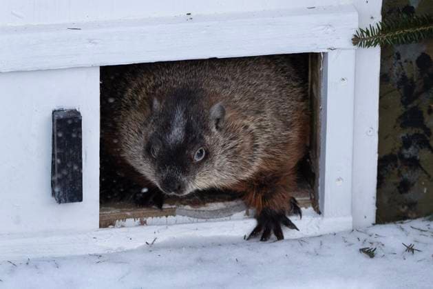 Kanada, Murmeltiertag 2025, Groundhog Day im Shubenacadie Wildlife Park in Nova Scotia February 2, 2025, Subenacadie, Ns, Canada: Shubenacadie Sam emerges from her burrow at a Groundhog Day event at the Shubenacadie Wildlife Park in Nova Scotia on Sunday, Feb. 2, 2025. Sam saw her shadow and predicts six more weeks of winter. Subenacadie Canada  - ZUMAc35_ 20250202_zaf_c35_004 Copyright: xDarrenxCalabresex