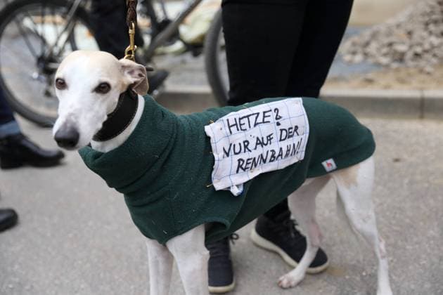 Ein Windhund mit Aufnäher Hetze? Nur auf der Rennbahn! während einer Kundgebung gegen Rechtsextremismus auf dem Alten Markt in Potsdam, 2. Februar 2025. Kundgebung gegen Rechtsextremismus in Potsdam *** A greyhound with patch Hetze Nur on the racetrack during a rally against right-wing extremism at the Alter Markt in Potsdam, February 2, 2025 Rally against right-wing extremism in Potsdam