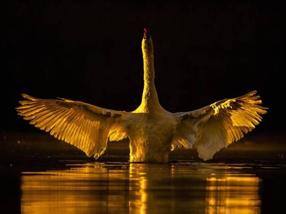 Creative Highlights World Goldener Schwan Sonnenaufgang A majestic swan with golden wings at sunrise. Breathtaking nature scene. Copyright: xZoonar.com WeronikaxTyczynskax 22747753