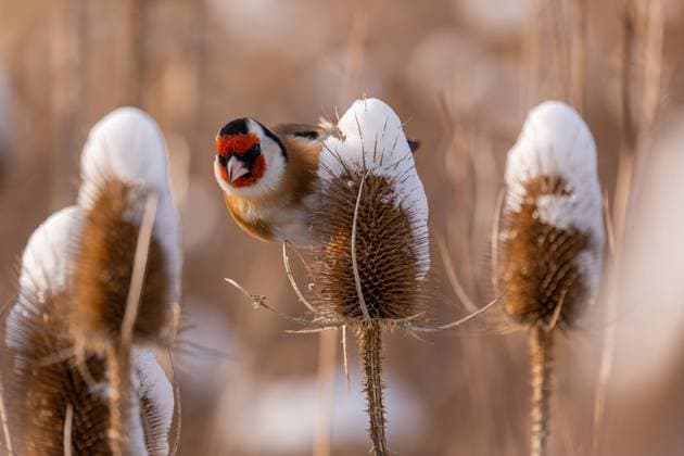 Creative Highlights World Stieglitz im Winterwunderland: Ein verschneites Distelparadies A goldfinch perches on a snow-covered thistle, a picturesque winter scene. Copyright: xZoonar.com WeronikaxTyczynskax 22747965