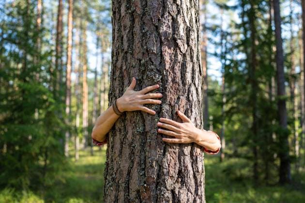 Männerhände, die einen großen Baum im Park umarmen. Menschen fühlen Energie der Natur, Wald durch Umarmung der Bäume Männerhände, die einen großen Baum im Park umarmen. Menschen fühlen Energie der Natur, Wald durch Umarmung der Bäume ,model released, Symbolfoto Copyright: xZoonar.com DmitriixMarchenkox 22733497 ,model released, Symbolfoto ,property released