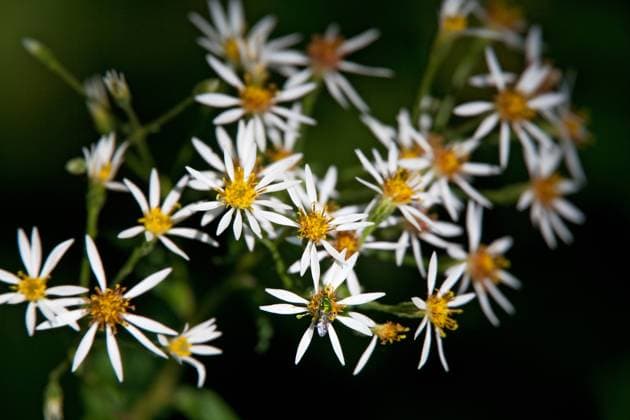 Summer wildflowers in the form of wild asters in Guilford, Vermont Guilford, Vermont, United States R_VAWG250202-1644040-01