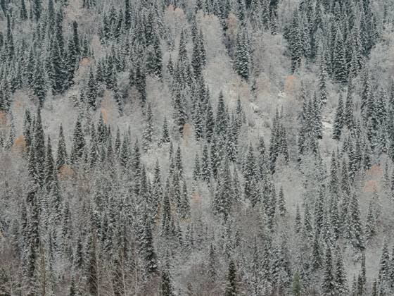 Creative Highlights World Winterlandschaft von Tanne drei Wald in den Bergen. Weihnachten Hintergrund Winterlandschaft von Tanne drei Wald in den Bergen. Weihnachten Hintergrund Copyright: xZoonar.com OlgaxSergeevax 22424567