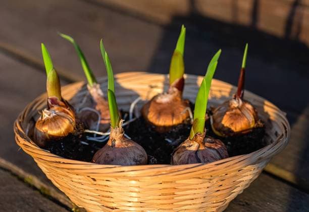 Die Zwiebeln der Gladiolen mit den grünen Trieben sind zum Einpflanzen vorbereitet. The bulbs is the gladiolus with the green sprouts are prepared for planting. Close up. Copyright: xZoonar.com ElenaxGrishinax 22744785