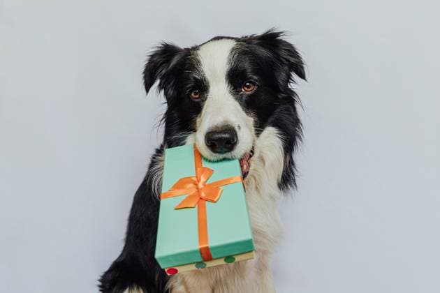 Welpe Hund Border Collie hält grüne Geschenk-Box im Mund isoliert auf weißem Hintergrund. Weihnachten Neujahr Geburtstag Valentine Feier Geschenk Konzept. Pet Hund am Feiertag gibt Geschenk. Es tut mir leid. Puppy dog border collie holding green gift box in mouth isolated on white background. Christmas New Year Birthday Valentine celebration present concept. Pet dog on holiday day gives gift. I m sorry Copyright: xZoonar.com IuliiaxZavalishinax 22765011