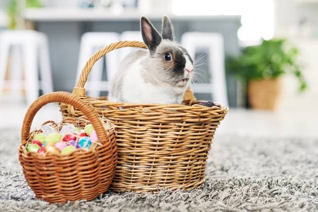 Total chick magnet. a cute rabbit sitting in a basket with eggs at home , 50104686.jpg, cute, rabbit, sitting, natural, house, food, looking, closeup, inside, fun, real, playing, relaxing, little, lifestyle, day, creative, animal, small, nobody, art, modern, copyspace, holiday, candid, vacation, authentic, concept, zoom, easter, celebration, colour, pet, artistic, leisure, celebrate, weekend, playful, egg, soft, bunny, object, season, craft, painted, fur, festive, handmade, shell, custom RECORD DATE NOT STATED