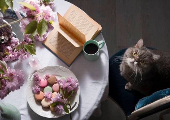 RECORD DATE NOT STATED fluffy british gray cat sitting at the table drinking coffee and reading a book against the backdrop of pink sakura flowers, As,Belgium, May 5, 2021, High quality photo , 50187798.jpg, fluffy, british, gray, cat, sitting, at the table, drinking, coffee, pet, reading, book, pink, sakura, flowers, charming, delicious, top angle view, top view, drink, cafe, dining room, comfortable, easter, vintage, still life, floral, flower, lifestyle, luxury, beautiful, model, retro, animal, background, breakfast, care, closeup, cute, dinner, dog, domestic, eating, feed, food, hungry, indoor, kitten, meal, portion, pats