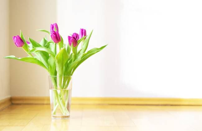 Beautiful fresh bouquet with magenta tulips in a glass vase under bright sunlight on a white background. Spring flowers in morning light indoors. Copy space. High quality photo. , 50654636.jpg, bouquet, flower, light, vase, sun, spring, fresh, tulip, blossom, magenta, home, gift, table, decoration, beautiful, sunny, arrangement, bright, springtime, cozy, decor, easter, living, modern, room, background, season, summer, bloom, delivery, indoors, life, pink, pretty, composition, contrast, flora, natural, petal, happy, shadow, violet, copy space, morning, lifestyle, mothers day, womens day, valentines day, birthday, effect RECORD DATE NOT STATED