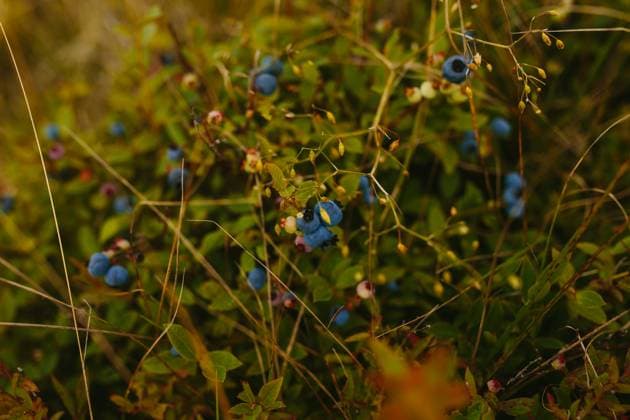 A vibrant and detailed close-up of ripe blueberries nestled among lush greenery in Sherwink, Trinity. Model Released CamilleGirard_ID26165_755053_136 Copyright: xCamillexGirardx