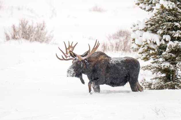 Creative Highlights World Bull Moose in Yellowstone Winter Yellowstone National Park, Wyoming, United States CR_SYVS250210-1645202-01
