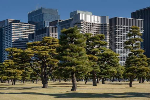 Creative Highlights World Kiefern im äußeren Garten des Kaiserpalastes mit hohen Gebäuden Wolkenkratzer Hintergrund, Tokio, Japan. Pine trees in outer garden Imperial Palace with high building skyscrapers background, Tokyo, Japan. Imperial Palace and Gardens in central Tokyo, Japan. Copyright: xZoonar.com ValeryxKraynovx 22647679