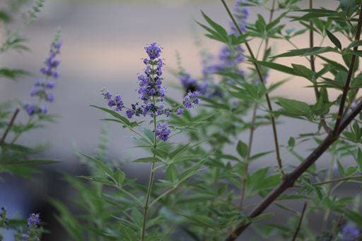 A closeup of a beautiful purple Vitex flower 20579877 RECORD DATE NOT STATED