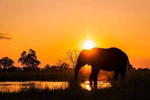 A majestic African elephant grazing in a golden sunset light on the banks of a tranquil river 20913632 RECORD DATE NOT STATED