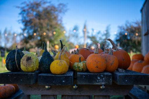 A wooden table with a display of assorted pumpkins and squash 21832733 RECORD DATE NOT STATED