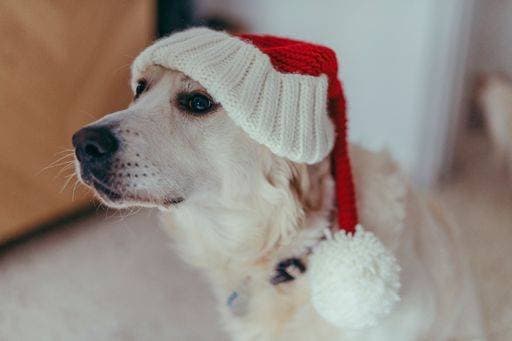 An adorable canine wearing a Christmas hat gazes upwards with curiosity 22769265 RECORD DATE NOT STATED