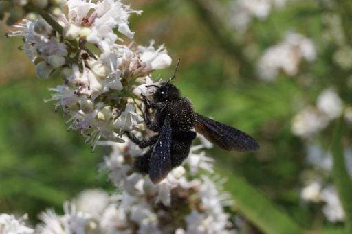 Climate warming is causing the black carpenter bee to become increasingly common in Germany. 23009848 RECORD DATE NOT STATED