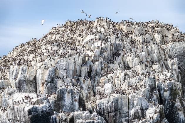 Creative Highlights World Trottellummen und Tordalke nisten auf den Felsen der Farne-Inseln, Northumberland, England Guillemots and Razorbills nesting on the rocks on The Farne Islands, Northumberland, England Copyright: xZoonar.com dvlcomxwww.dvlcom.co.ukx 22836610