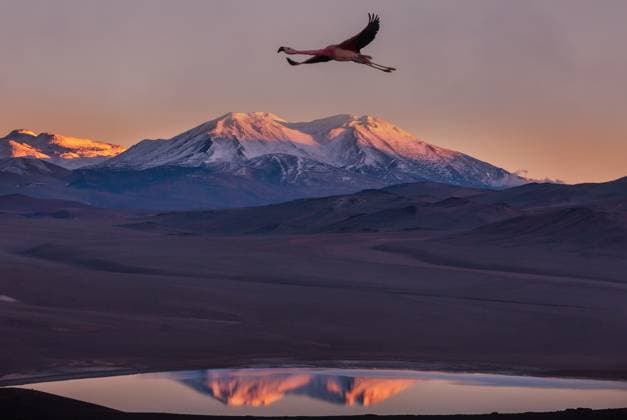 Creative Highlights World Flamingo Flamingos flying on Altiplano, South America Copyright: xZoonar.com GalynaxAndrushkox 22853228