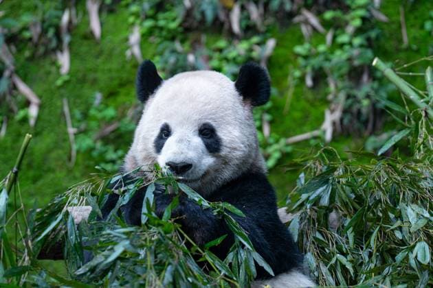 Entertainment Themen der Woche KW07 Entertainment Bilder des Tages Giant Panda at Chongqing Zoo CHONGQING, CHINA - FEBRUARY 16, 2025 - Giant panda Shuangshuang eats bamboo at Chongqing Zoo in Chongqing, China, Feb. 16, 2025. Chongqing Chongqing China  Copyright: xCFOTOx i1739712487977