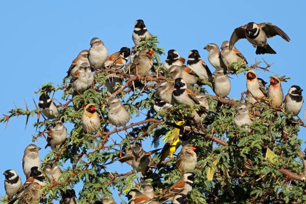 Creative Highlights World Kapspatzen (Passer melanurus) und andere Vögel versammeln sich in einem Baum Cape sparrows (Passer melanurus) and other birds gathering in a tree, Kalahari desert, South Africa Copyright: xZoonar.com NicoxSmitx 22880032