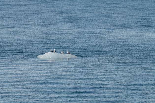 Creative Highlights World Fünf Dreizehenmöwen sitzen auf einem Eisberg im Prince William Sound, Alaska, USA Five Black Legged Kittiwakes sitting on a growler (iceberg) in Prince William Sound, Alaska, USA Copyright: xZoonar.com dvlcomxwww.dvlcom.co.ukx 22860088
