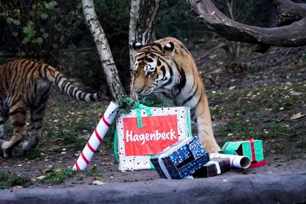 Tigermama Maruschka freut sich über Geschenke vom Nikolaus und einen mit Rinderfleisch gefüllten Jutesack beim Nikolausfestes im Außengehege bei Hagenbeck Tierpark am Montag 05.Dezember 2022 in Hamburg Bei Hagenbeck leben derzeit vier Sibirische Tiger also die beiden Tigerinnen Rida und Daria sowie ihre Eltern Maruschka und Yasha. HH Deutschland *** Tigermama Maruschka pleased itself via Gifts from Nikolaus and a with Beef and veal filled Jute bag at Nicholas feast at Outdoor enclosure at Hagenbeck Animal park on Monday 05 December 2022 in Hamburg at Hagenbeck Life currently four Siberian Tiger So the both Tigers Rida and Daria and their Parents Maruschka and Yasha HH Germany