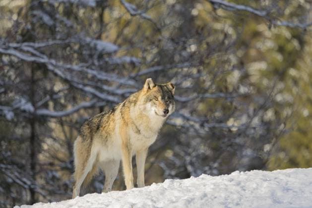 Creative Highlights World Ein erwachsener männlicher Grauwolf (Canis lupus lupus) steht an einem kalten, sonnigen Tag auf einer abschüssigen, schneebedeckten Wiese am Rande eines Waldes An adult male grey wolf (Canis lupus lupus) stands on a sloping, snow-covered meadow at the edge of a forest on a cold, sunny day Copyright: imageBROKER photoholic iblprw12719397.jpg
