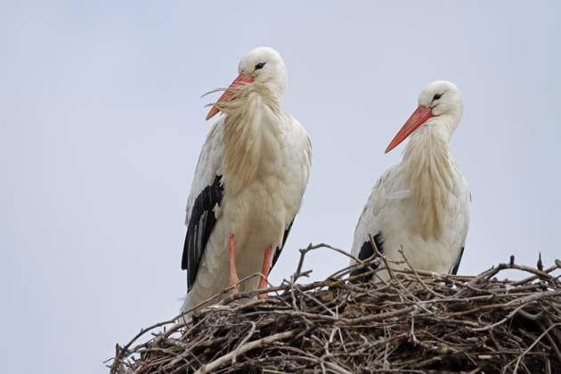 Weißstorch (Ciconia ciconia) Weißstorch, Ciconia ciconia, White stork Copyright: xZoonar.com GerdxHerrmannx 22904225