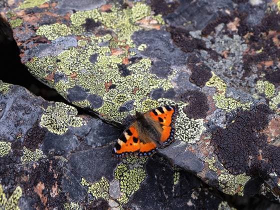 Creative Highlights World Schildkrötenschmetterling ruht auf einem mit Flechten bewachsenen Stein. Hintergrund der Tierwelt. Tortoise butterfly rests on a stone covered with lichens. Background of wildlife. Copyright: xZoonar.com StanislavxSablinx 22907039