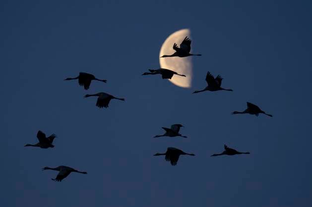 Creative Highlights World Kraniche verlassen nach Sonnenaufgang ihren Schlafplatz in einem flachen, sumpfigen Gewässer bei Müncheberg (Landkreis Märkisch-Oderland) und fliegen zu ihren Fressplätzen. Im Hintergrund der Mond.
