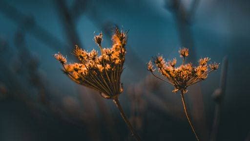 IMAGO Creative, Jahreszeit Herbst auf dem Land Close-up of dried flowers backlit by warm sunlight against a blurred blue background, showcasing natures delicate beauty. 26949527 RECORD DATE NOT STATED