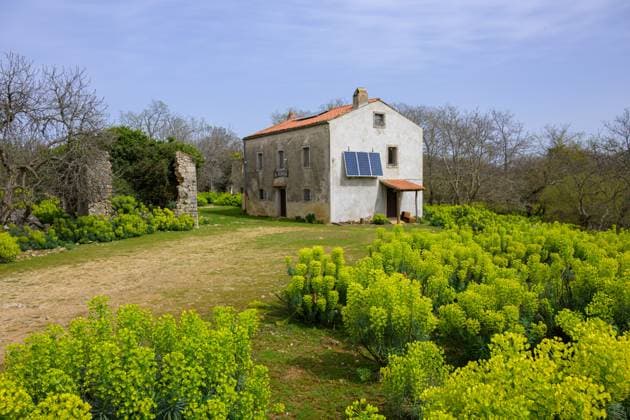 Cres, Croatia - March 30, 2024: An old stone house on the island Cres, sunny day in springtime, flowering spurges Cres Croatia