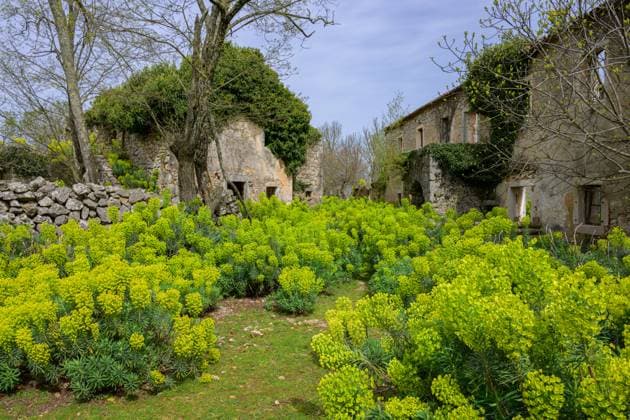 The ruin of an old stone house on the island Cres (Croatia), sunny day in springtime, flowering spurges Cres Croatia