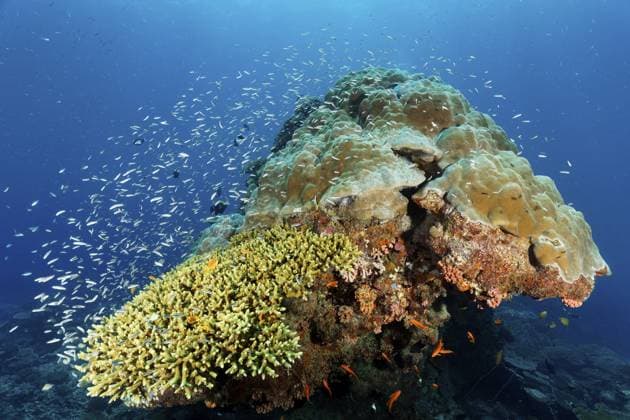 Korallenblock mit Fischwarm Blauer Lippfisch (Leptojulis cyanopleura), Jugendform, juvenil, vorne Acropora Koralle (Acropora selago), hinten Porites Koralle, (Porites lobata), Steinkoralle, Großes Barriere Riff, Great Barrier Reef, Unesco Weltnaturerbe, Coral Sea, Korallenmeer, Pazifik, Cairns, Queensland, Australien, Ozeanien Coral block with fish warm Blue coral (Leptojulis cyanopleura), juvenile form, Acropora coral (Acropora selago) in front, Porites coral, (Porites lobata), stony coral, Great Barrier Reef, Unesco World Heritage Site, Coral Sea, Coral Sea, Pacific, Cairns, Queensland, Australia, Oceania Copyright: imageBROKER NorbertxProbst iblnpr12729917.jpg