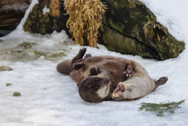 An einem sonnigen Tag spielen zwei Fischotter (Lutra lutra) im Schnee vor einer Wurzel eines abgestorbenen Baumes On a sunny day two otters (Lutra lutra) play in the snow in front of a root of a dead tree Copyright: imageBROKER photoholic iblprw12728754.jpg