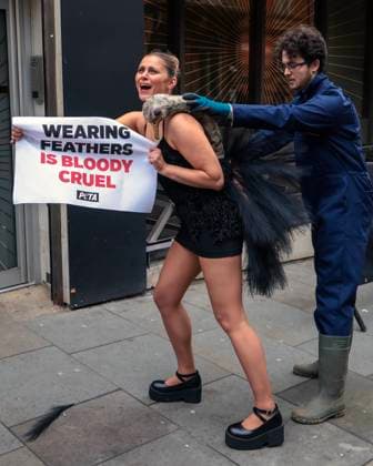 . 21 02 2025. London, United Kingdom. PETA Pluck Ostrich Outside London Fashion Week. A PETA ostrich will has her feathers torn from her body, leaving her bloodied and traumatised, to show Fashion Week attendees what ostriches and other birds may endure in the cruel feather industry for nothing more than some feather trim on a gown.  xMartynxWheatleyx xi-Imagesx IIM-25754-0003