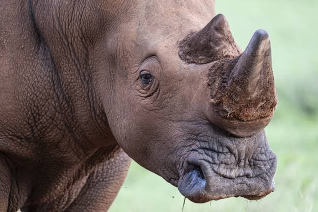 Breitmaulnashorn (Ceratotherium simum), Qwabi Private Game Reserve, Biosphärenreservat, Limpopo, Südafrika White rhino (Ceratotherium simum), Qwabi Private Game Reserve, Biosphere Reserve, Limpopo, South Africa, Africa Copyright: imageBROKER GünterxLenz ibxglf12672689.jpg