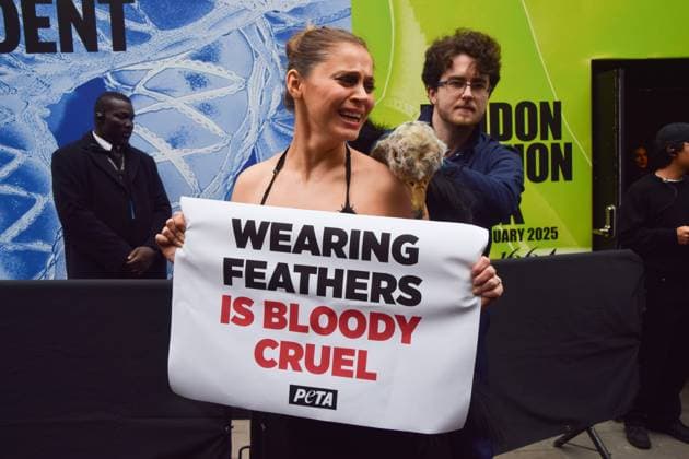 PETA protest against the use of feathers at London Fashion Week, London, UK - 21 Feb 2025 A PETA (People for the Ethical Treatment of Animals) activist holding a Wearing feathers is bloody cruel placard and dressed as an ostrich has her feathers violently plucked during a protest outside the London Fashion Week NEWGEN show space on The Strand. The action is part of the ongoing PETA campaign against the use of feathers in fashion. London United Kingdom Copyright: xVukxValcicx xSOPAxImagesx VukValcicPETALFW210225_19