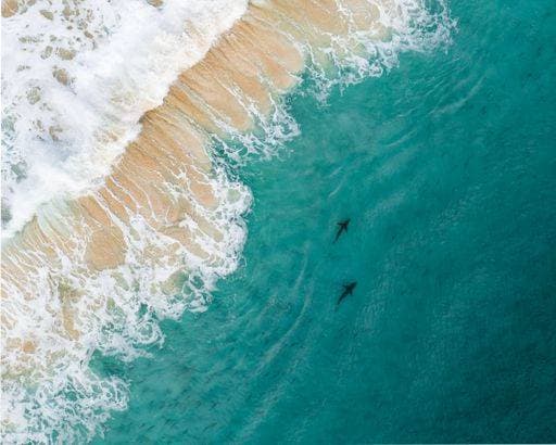 Aerial view of ocean waves meeting sandy beach with two sharks swimming in clear turquoise water. 28364634 RECORD DATE NOT STATED