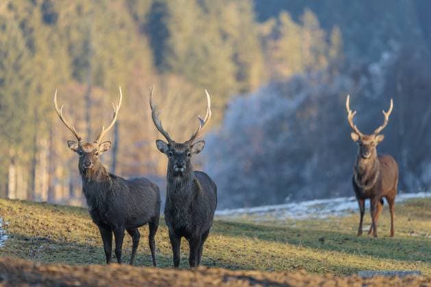 IMAGO Creative, Winter, Auf dem Land Drei japanische Sikahirsche (Cervus nippon nippon) stehen auf einer Wiese in hügeligem Terrain. Im Hintergrund ist ein mit Raureif bedeckter blauer Wald zu sehen Three Japanese sika deer stags (Cervus nippon nippon) stand on a meadow in hilly terrain. A blue forest covered in hoarfrost can be seen in the background Copyright: imageBROKER photoholic iblprw12757083.jpg