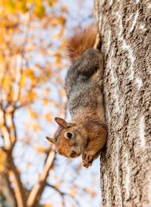 Portrait of fox squirrel (Sciurus niger) sitting on branch isolated on green. Holds foreleg with nut on chest. Urban wildlife. , 50857656.jpg, squirrel, tree, fox, wildlife, hazelnut, animal, nut, beautiful, isolated, america, autumn, forest, colorado, niger, branch, curious, look, foreleg, sciurus, grass, funny, park, green, nature, white, orange, cute, red, environment, eyes, natural, pet, urban, mammal, fur, rodent, mouth, legs, chest, denver, furry, usa, amazing, sciurus niger, brown, north america, vulgaris, fox squirrel, fluffy, wild RECORD DATE NOT STATED