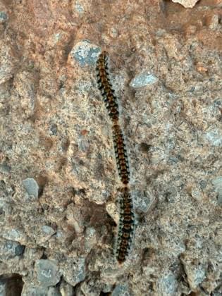 Creative Highlights World Creative Highlights World Eichenprozessionsspinner Spain 20250220 Symbolbild, Eichenprozessionsspinner auf Mallorca *** Oak processionary moth Spain 20250220 Symbolic image, oak processionary moth on Mallorca