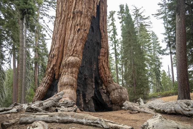 Yosemite Nationalpark, Kalifornien Der Grizzly Riese im Mariposa Hain der Riesenmammutbäume (Sequoiadendron giganteum) Yosemite National Park, California - The The Grizzly Giant in the Mariposa Grove of Giant Sequoias (Sequoiadendron giganteum) Copyright: imageBROKER JimxWest ibljiw12767643.jpg