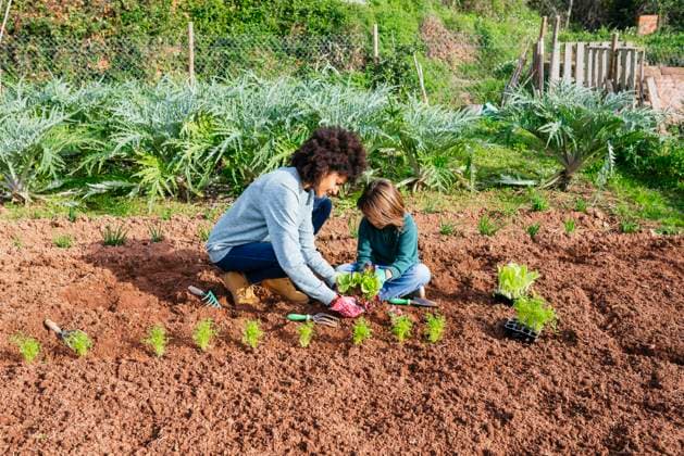 Mother and son planting lettuce seedlings in vegetable garden model released, Symbolfoto property released, GEMF02748