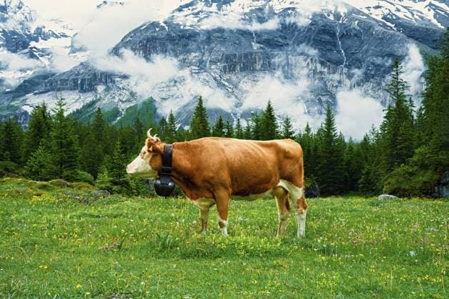 Eine Kuh steht im Profil auf einer Wiese mit malerischem Blick auf schneebedeckte Berge, Alpenkühe, Berge, Tier, Kuh, Schweiz, Europa A cow stands in profile in a meadow with picturesque snow-capped mountain views, Alpine cows, mountains, animal, cow, Switzerland, Europe Copyright: imageBROKER dfeens ibxkrm12745760.jpg